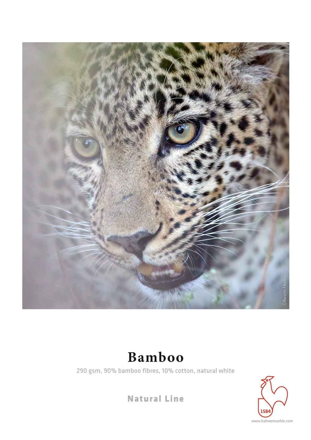 Bamboo