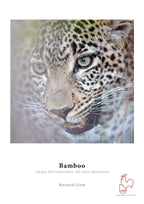Bamboo