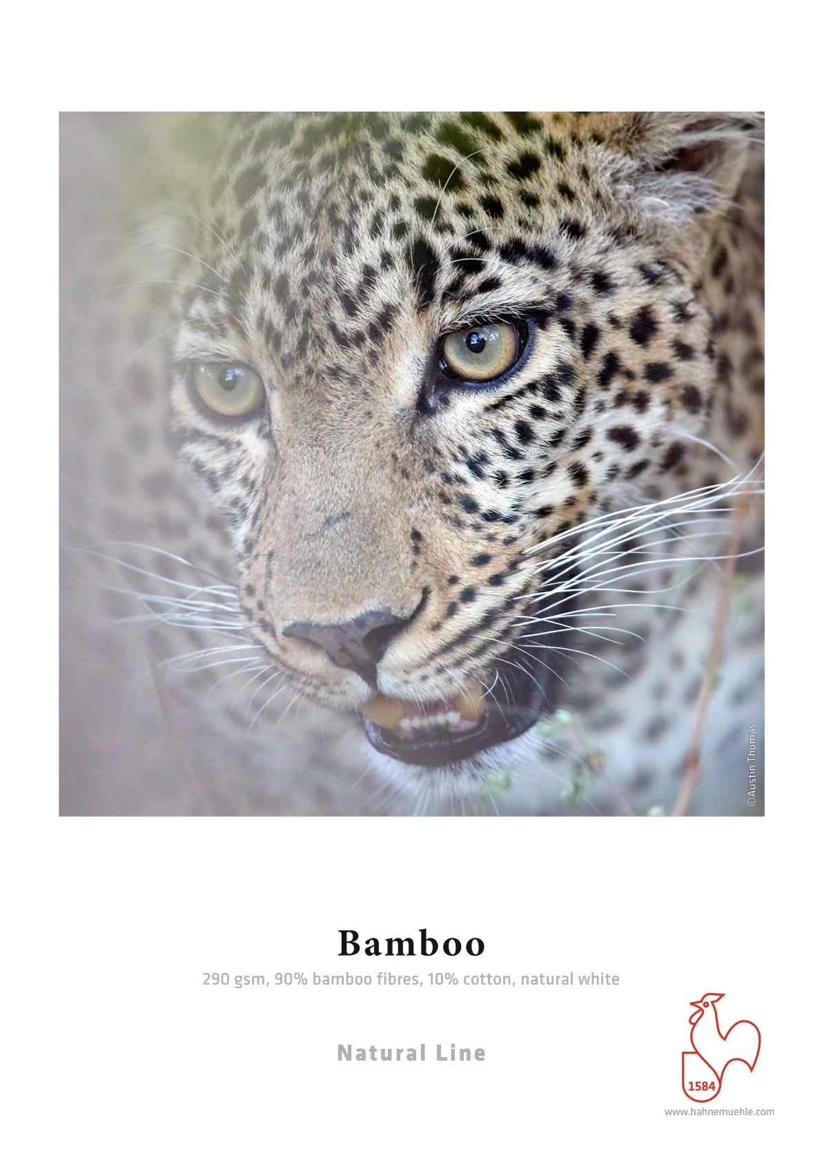 Bamboo